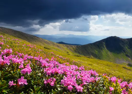 Valley of Flowers - b2b dmc uttarakhand